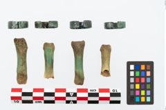 Foto von Bronzering (NHMW-PRAE-025442)